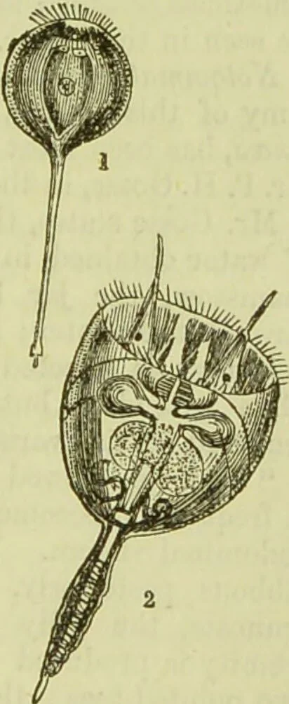 An illustration from The microscope : its history, construction, and application, being a familiar introduction to the use of the instrument, and the study of microscopical science / by Jabez Hogg ; with upwards of five hundred engravings, and coloured illustrations by Tuffen West., 1890, leaf 489