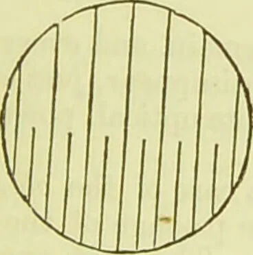 An illustration from The microscope : its history, construction, and application, being a familiar introduction to the use of the instrument, and the study of microscopical science / by Jabez Hogg ; with upwards of five hundred engravings, and coloured illustrations by Tuffen West., 1890, leaf 49