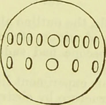 An illustration from The microscope : its history, construction, and application, being a familiar introduction to the use of the instrument, and the study of microscopical science / by Jabez Hogg ; with upwards of five hundred engravings, and coloured illustrations by Tuffen West., 1890, leaf 49