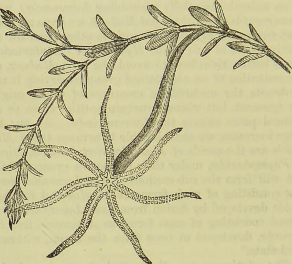An illustration from The microscope : its history, construction, and application, being a familiar introduction to the use of the instrument, and the study of microscopical science / by Jabez Hogg ; with upwards of five hundred engravings, and coloured illustrations by Tuffen West., 1890, leaf 500