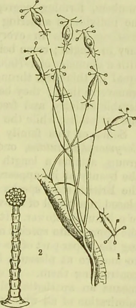 An illustration from The microscope : its history, construction, and application, being a familiar introduction to the use of the instrument, and the study of microscopical science / by Jabez Hogg ; with upwards of five hundred engravings, and coloured illustrations by Tuffen West., 1890, leaf 509