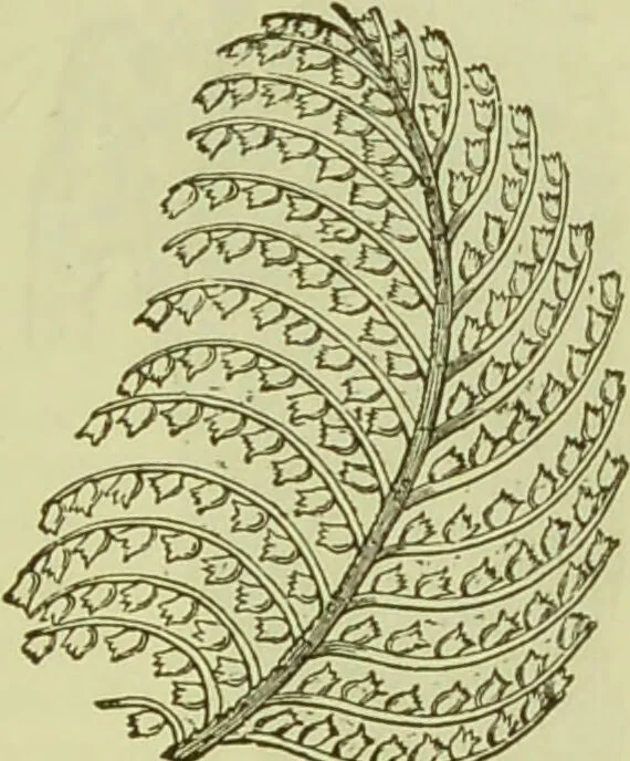 An illustration from The microscope : its history, construction, and application, being a familiar introduction to the use of the instrument, and the study of microscopical science / by Jabez Hogg ; with upwards of five hundred engravings, and coloured illustrations by Tuffen West., 1890, leaf 511