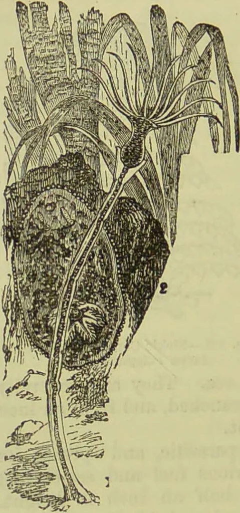 An illustration from The microscope : its history, construction, and application, being a familiar introduction to the use of the instrument, and the study of microscopical science / by Jabez Hogg ; with upwards of five hundred engravings, and coloured illustrations by Tuffen West., 1890, leaf 512