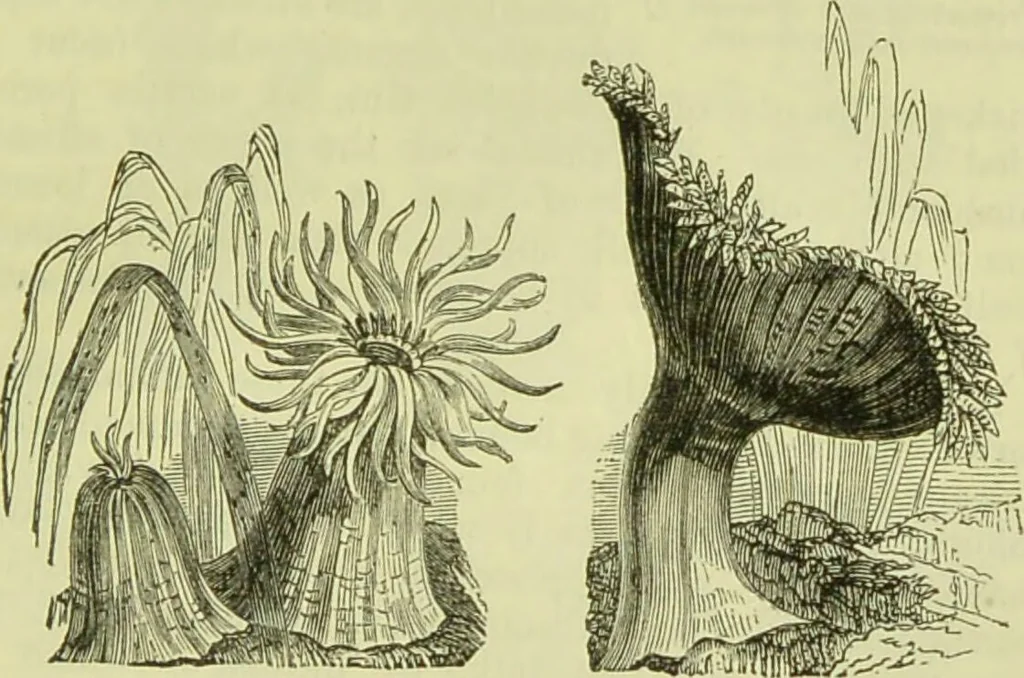 An illustration from The microscope : its history, construction, and application, being a familiar introduction to the use of the instrument, and the study of microscopical science / by Jabez Hogg ; with upwards of five hundred engravings, and coloured illustrations by Tuffen West., 1890, leaf 517