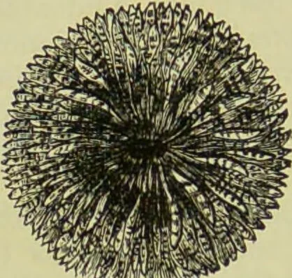 An illustration from The microscope : its history, construction, and application, being a familiar introduction to the use of the instrument, and the study of microscopical science / by Jabez Hogg ; with upwards of five hundred engravings, and coloured illustrations by Tuffen West., 1890, leaf 518
