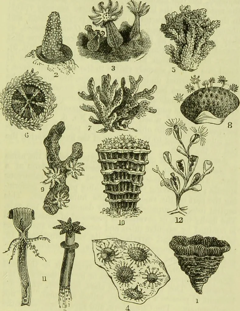 An illustration from The microscope : its history, construction, and application, being a familiar introduction to the use of the instrument, and the study of microscopical science / by Jabez Hogg ; with upwards of five hundred engravings, and coloured illustrations by Tuffen West., 1890, leaf 519