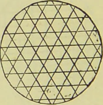 An illustration from The microscope : its history, construction, and application, being a familiar introduction to the use of the instrument, and the study of microscopical science / by Jabez Hogg ; with upwards of five hundred engravings, and coloured illustrations by Tuffen West., 1890, leaf 52