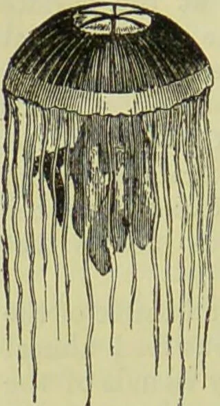 An illustration from The microscope : its history, construction, and application, being a familiar introduction to the use of the instrument, and the study of microscopical science / by Jabez Hogg ; with upwards of five hundred engravings, and coloured illustrations by Tuffen West., 1890, leaf 526