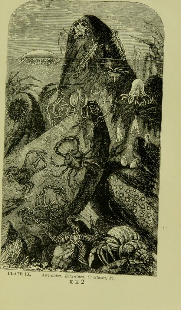 An illustration from The microscope : its history, construction, and application, being a familiar introduction to the use of the instrument, and the study of microscopical science / by Jabez Hogg ; with upwards of five hundred engravings, and coloured illustrations by Tuffen West., 1890, leaf 533