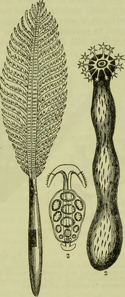 An illustration from The microscope : its history, construction, and application, being a familiar introduction to the use of the instrument, and the study of microscopical science / by Jabez Hogg ; with upwards of five hundred engravings, and coloured illustrations by Tuffen West., 1890, leaf 537