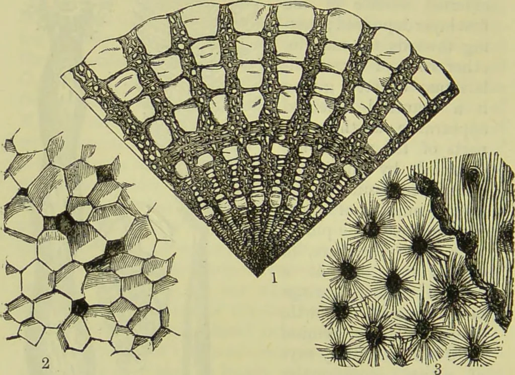An illustration from The microscope : its history, construction, and application, being a familiar introduction to the use of the instrument, and the study of microscopical science / by Jabez Hogg ; with upwards of five hundred engravings, and coloured illustrations by Tuffen West., 1890, leaf 538