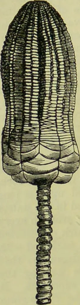 An illustration from The microscope : its history, construction, and application, being a familiar introduction to the use of the instrument, and the study of microscopical science / by Jabez Hogg ; with upwards of five hundred engravings, and coloured illustrations by Tuffen West., 1890, leaf 540