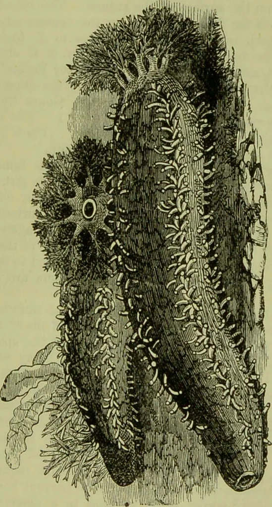 An illustration from The microscope : its history, construction, and application, being a familiar introduction to the use of the instrument, and the study of microscopical science / by Jabez Hogg ; with upwards of five hundred engravings, and coloured illustrations by Tuffen West., 1890, leaf 541