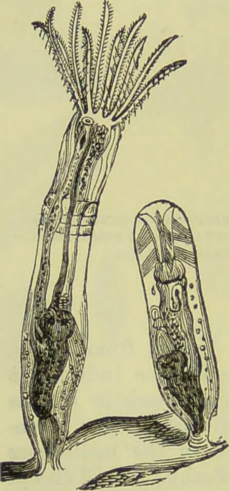 An illustration from The microscope : its history, construction, and application, being a familiar introduction to the use of the instrument, and the study of microscopical science / by Jabez Hogg ; with upwards of five hundred engravings, and coloured illustrations by Tuffen West., 1890, leaf 548