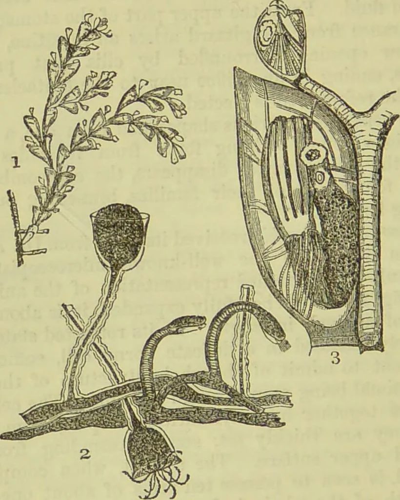 An illustration from The microscope : its history, construction, and application, being a familiar introduction to the use of the instrument, and the study of microscopical science / by Jabez Hogg ; with upwards of five hundred engravings, and coloured illustrations by Tuffen West., 1890, leaf 550