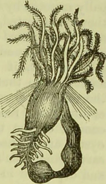 An illustration from The microscope : its history, construction, and application, being a familiar introduction to the use of the instrument, and the study of microscopical science / by Jabez Hogg ; with upwards of five hundred engravings, and coloured illustrations by Tuffen West., 1890, leaf 557
