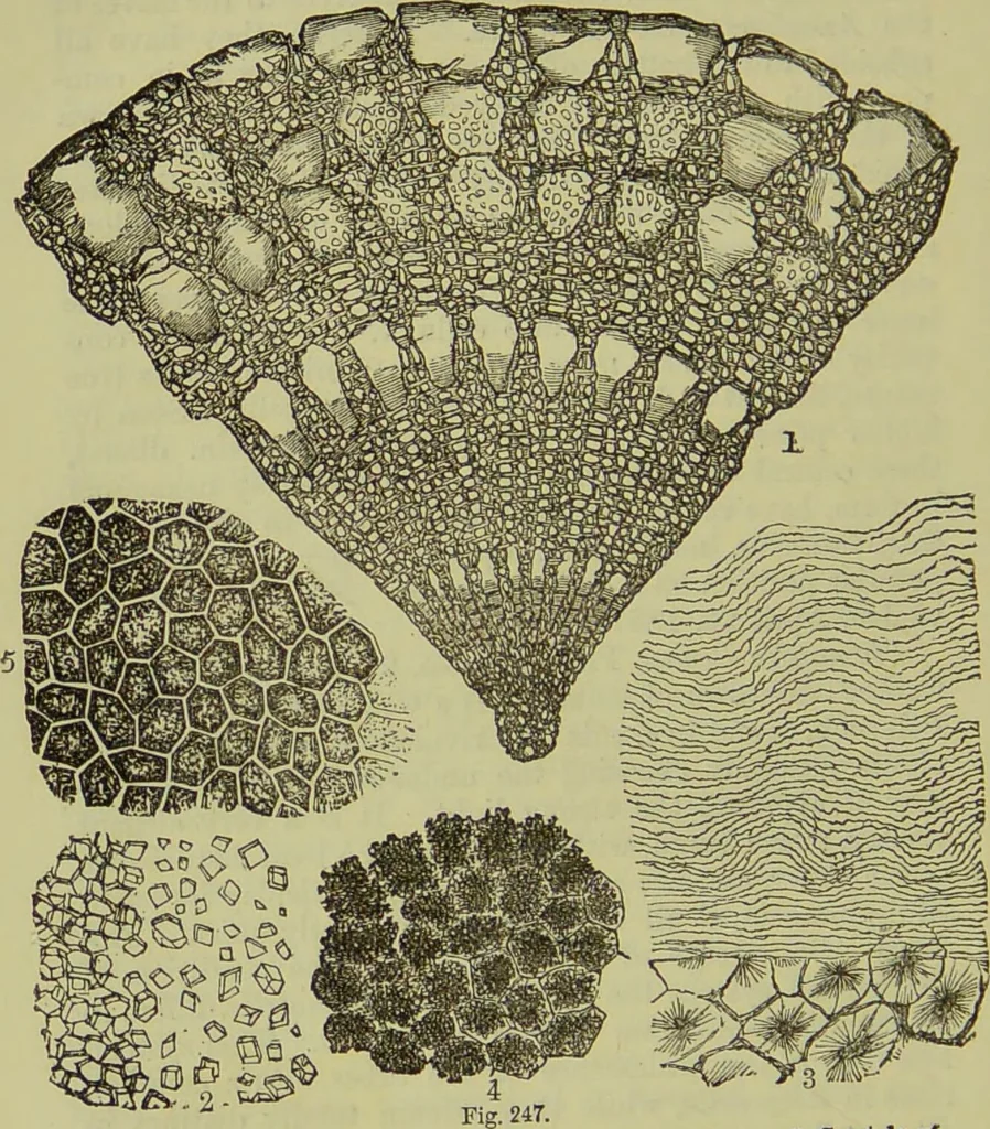 An illustration from The microscope : its history, construction, and application, being a familiar introduction to the use of the instrument, and the study of microscopical science / by Jabez Hogg ; with upwards of five hundred engravings, and coloured illustrations by Tuffen West., 1890, leaf 564