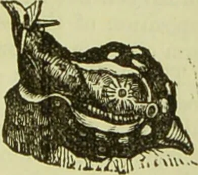 An illustration from The microscope : its history, construction, and application, being a familiar introduction to the use of the instrument, and the study of microscopical science / by Jabez Hogg ; with upwards of five hundred engravings, and coloured illustrations by Tuffen West., 1890, leaf 565