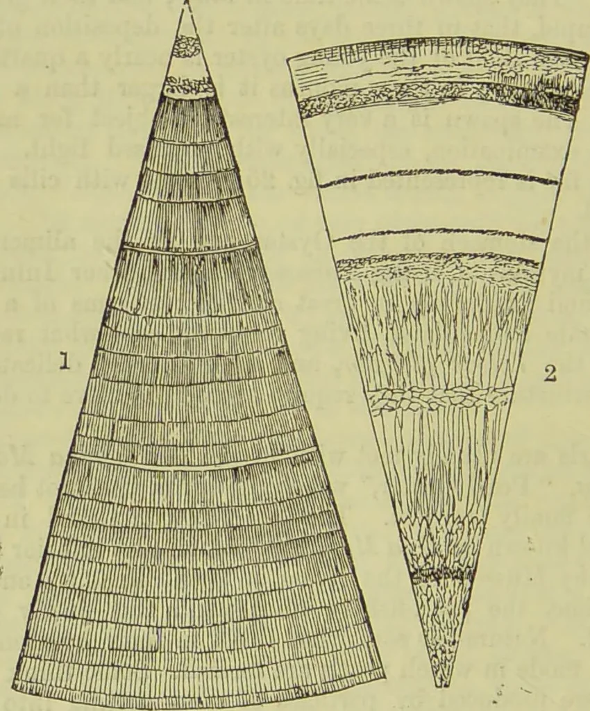 An illustration from The microscope : its history, construction, and application, being a familiar introduction to the use of the instrument, and the study of microscopical science / by Jabez Hogg ; with upwards of five hundred engravings, and coloured illustrations by Tuffen West., 1890, leaf 570