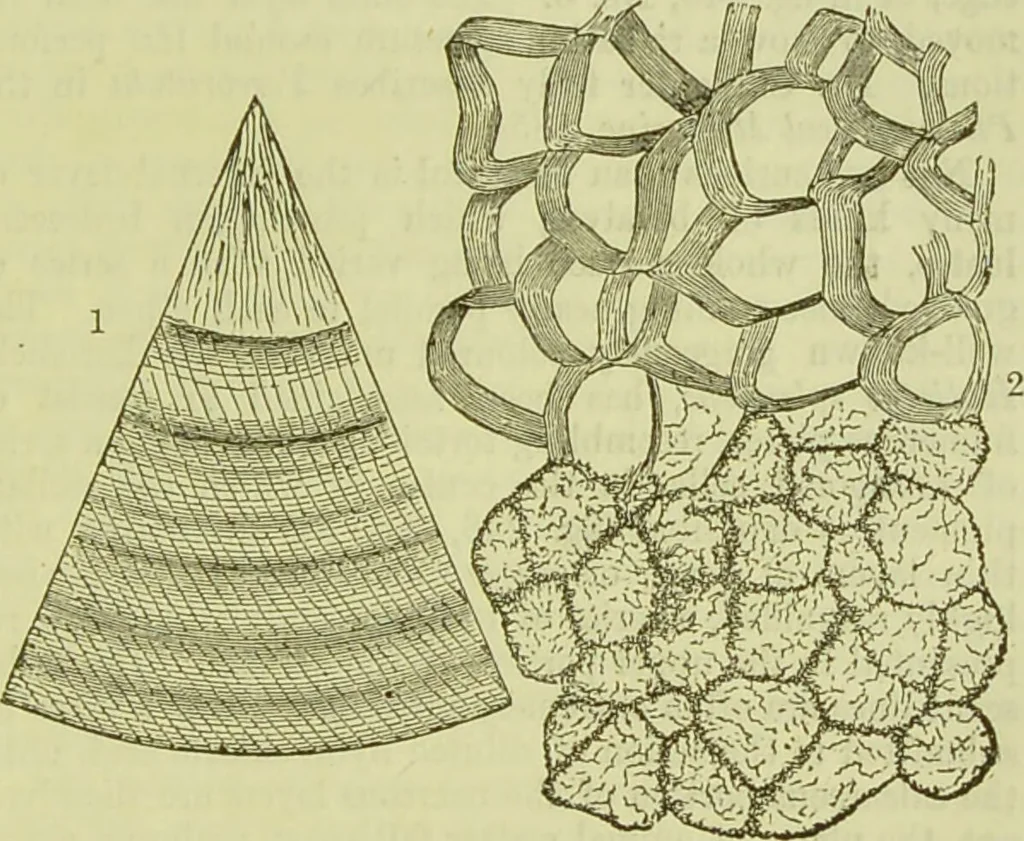 An illustration from The microscope : its history, construction, and application, being a familiar introduction to the use of the instrument, and the study of microscopical science / by Jabez Hogg ; with upwards of five hundred engravings, and coloured illustrations by Tuffen West., 1890, leaf 571