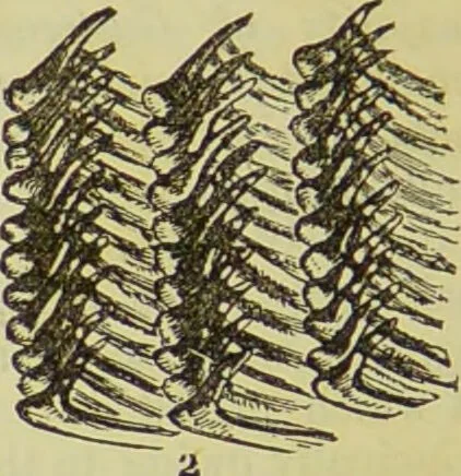 An illustration from The microscope : its history, construction, and application, being a familiar introduction to the use of the instrument, and the study of microscopical science / by Jabez Hogg ; with upwards of five hundred engravings, and coloured illustrations by Tuffen West., 1890, leaf 574