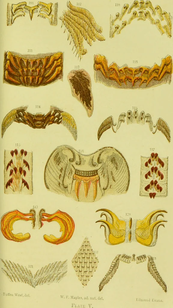 An illustration from The microscope : its history, construction, and application, being a familiar introduction to the use of the instrument, and the study of microscopical science / by Jabez Hogg ; with upwards of five hundred engravings, and coloured illustrations by Tuffen West., 1890, leaf 575