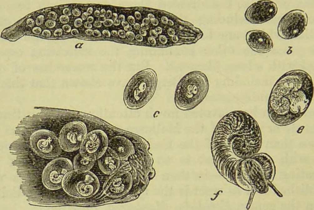 An illustration from The microscope : its history, construction, and application, being a familiar introduction to the use of the instrument, and the study of microscopical science / by Jabez Hogg ; with upwards of five hundred engravings, and coloured illustrations by Tuffen West., 1890, leaf 584