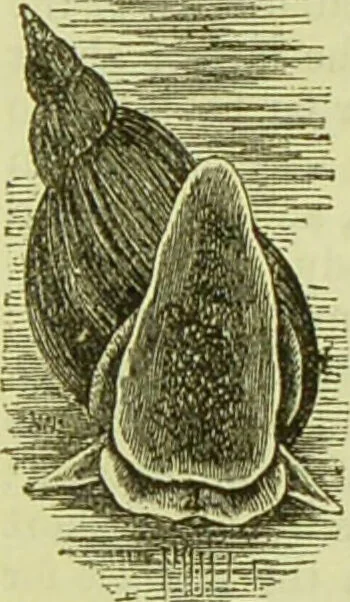 An illustration from The microscope : its history, construction, and application, being a familiar introduction to the use of the instrument, and the study of microscopical science / by Jabez Hogg ; with upwards of five hundred engravings, and coloured illustrations by Tuffen West., 1890, leaf 585