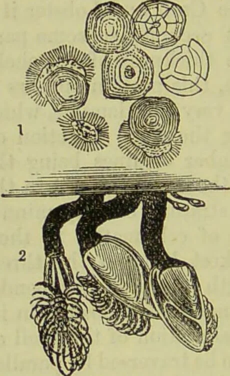 An illustration from The microscope : its history, construction, and application, being a familiar introduction to the use of the instrument, and the study of microscopical science / by Jabez Hogg ; with upwards of five hundred engravings, and coloured illustrations by Tuffen West., 1890, leaf 592