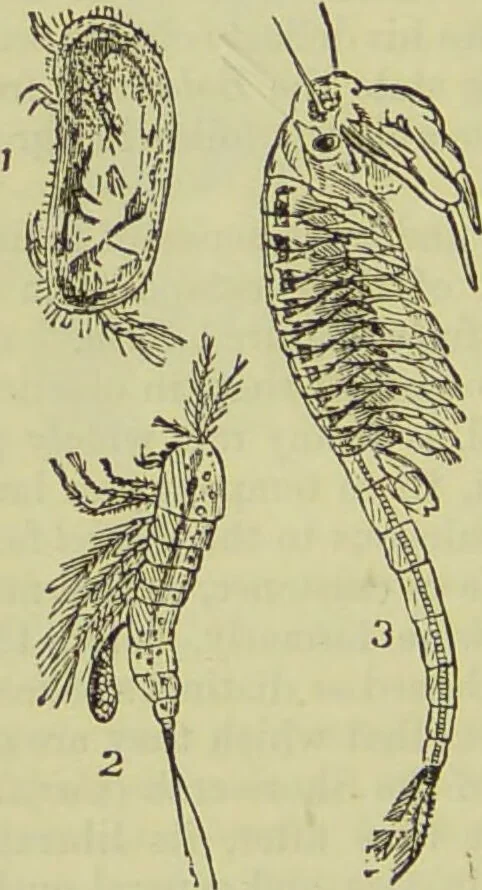 An illustration from The microscope : its history, construction, and application, being a familiar introduction to the use of the instrument, and the study of microscopical science / by Jabez Hogg ; with upwards of five hundred engravings, and coloured illustrations by Tuffen West., 1890, leaf 594