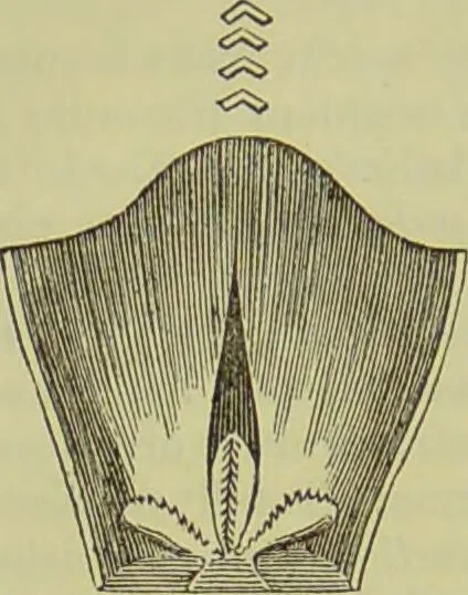An illustration from The microscope : its history, construction, and application, being a familiar introduction to the use of the instrument, and the study of microscopical science / by Jabez Hogg ; with upwards of five hundred engravings, and coloured illustrations by Tuffen West., 1890, leaf 612