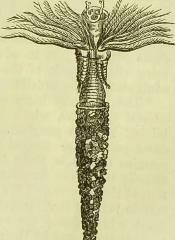 An illustration from The microscope : its history, construction, and application, being a familiar introduction to the use of the instrument, and the study of microscopical science / by Jabez Hogg ; with upwards of five hundred engravings, and coloured illustrations by Tuffen West., 1890, leaf 613