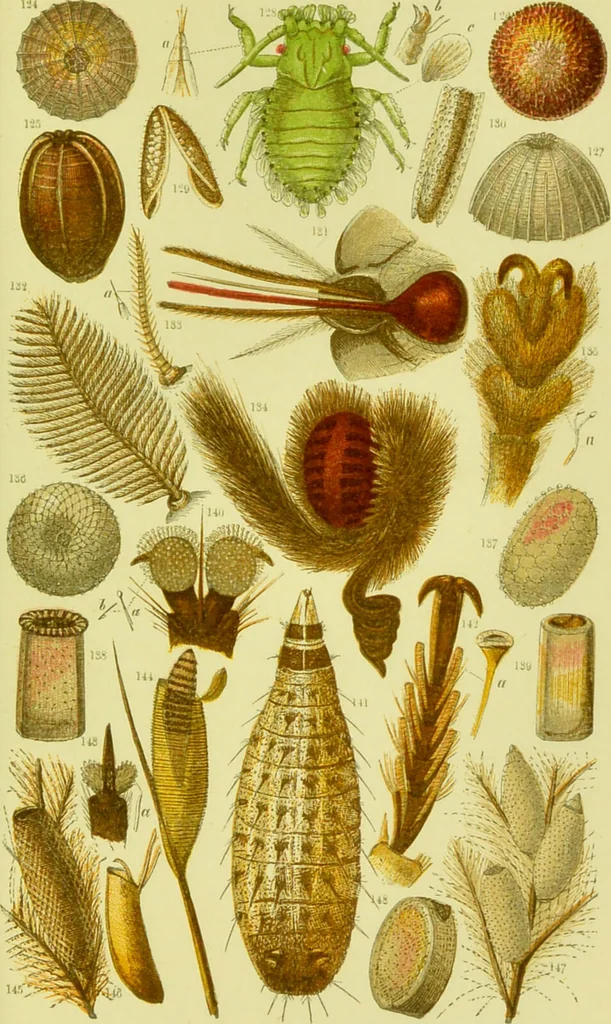 An illustration from The microscope : its history, construction, and application, being a familiar introduction to the use of the instrument, and the study of microscopical science / by Jabez Hogg ; with upwards of five hundred engravings, and coloured illustrations by Tuffen West., 1890, leaf 615