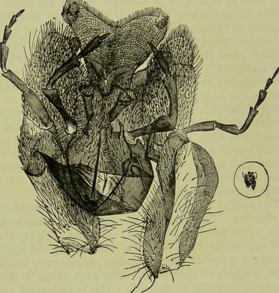 An illustration from The microscope : its history, construction, and application, being a familiar introduction to the use of the instrument, and the study of microscopical science / by Jabez Hogg ; with upwards of five hundred engravings, and coloured illustrations by Tuffen West., 1890, leaf 622