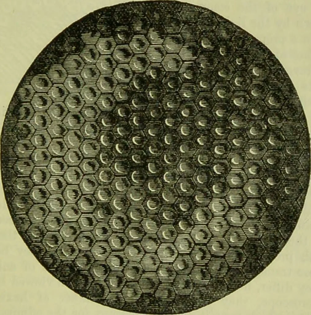 An illustration from The microscope : its history, construction, and application, being a familiar introduction to the use of the instrument, and the study of microscopical science / by Jabez Hogg ; with upwards of five hundred engravings, and coloured illustrations by Tuffen West., 1890, leaf 623