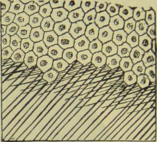 An illustration from The microscope : its history, construction, and application, being a familiar introduction to the use of the instrument, and the study of microscopical science / by Jabez Hogg ; with upwards of five hundred engravings, and coloured illustrations by Tuffen West., 1890, leaf 624