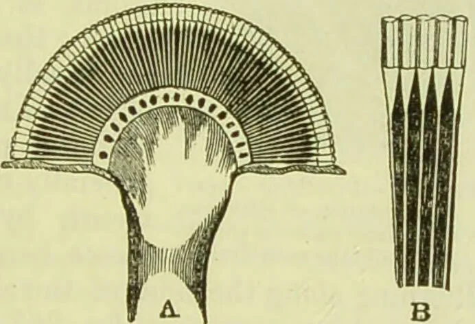 An illustration from The microscope : its history, construction, and application, being a familiar introduction to the use of the instrument, and the study of microscopical science / by Jabez Hogg ; with upwards of five hundred engravings, and coloured illustrations by Tuffen West., 1890, leaf 625