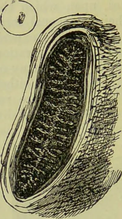 An illustration from The microscope : its history, construction, and application, being a familiar introduction to the use of the instrument, and the study of microscopical science / by Jabez Hogg ; with upwards of five hundred engravings, and coloured illustrations by Tuffen West., 1890, leaf 626