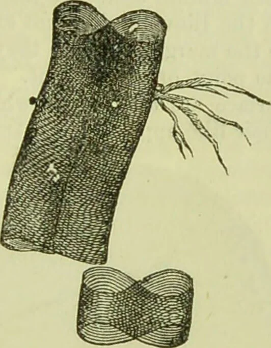 An illustration from The microscope : its history, construction, and application, being a familiar introduction to the use of the instrument, and the study of microscopical science / by Jabez Hogg ; with upwards of five hundred engravings, and coloured illustrations by Tuffen West., 1890, leaf 627