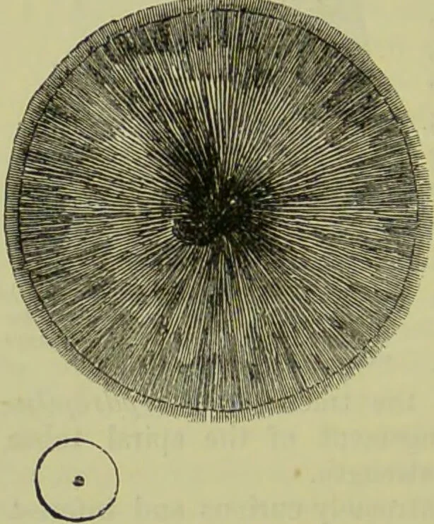 An illustration from The microscope : its history, construction, and application, being a familiar introduction to the use of the instrument, and the study of microscopical science / by Jabez Hogg ; with upwards of five hundred engravings, and coloured illustrations by Tuffen West., 1890, leaf 628