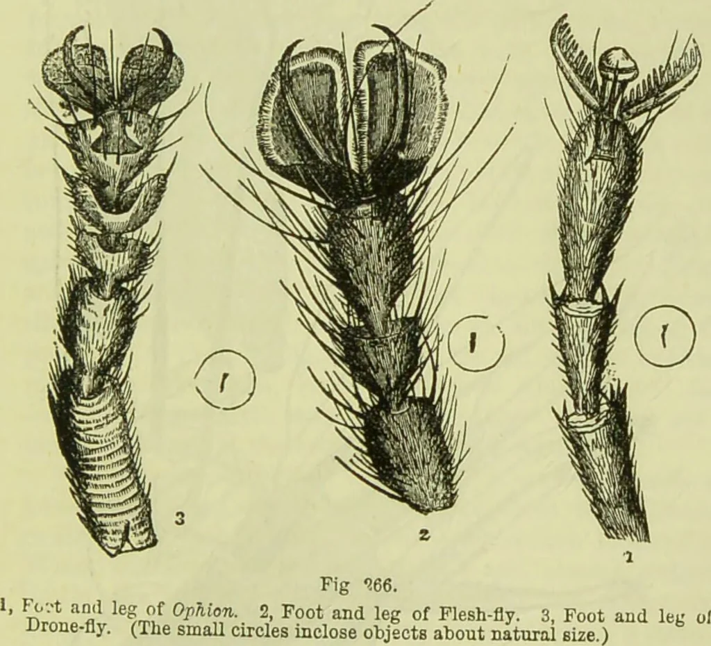 An illustration from The microscope : its history, construction, and application, being a familiar introduction to the use of the instrument, and the study of microscopical science / by Jabez Hogg ; with upwards of five hundred engravings, and coloured illustrations by Tuffen West., 1890, leaf 631