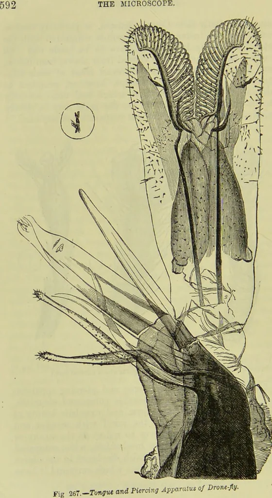 An illustration from The microscope : its history, construction, and application, being a familiar introduction to the use of the instrument, and the study of microscopical science / by Jabez Hogg ; with upwards of five hundred engravings, and coloured illustrations by Tuffen West., 1890, leaf 632