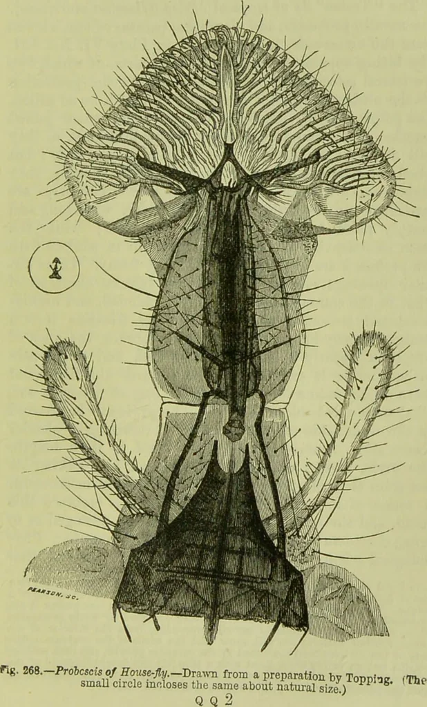 An illustration from The microscope : its history, construction, and application, being a familiar introduction to the use of the instrument, and the study of microscopical science / by Jabez Hogg ; with upwards of five hundred engravings, and coloured illustrations by Tuffen West., 1890, leaf 635
