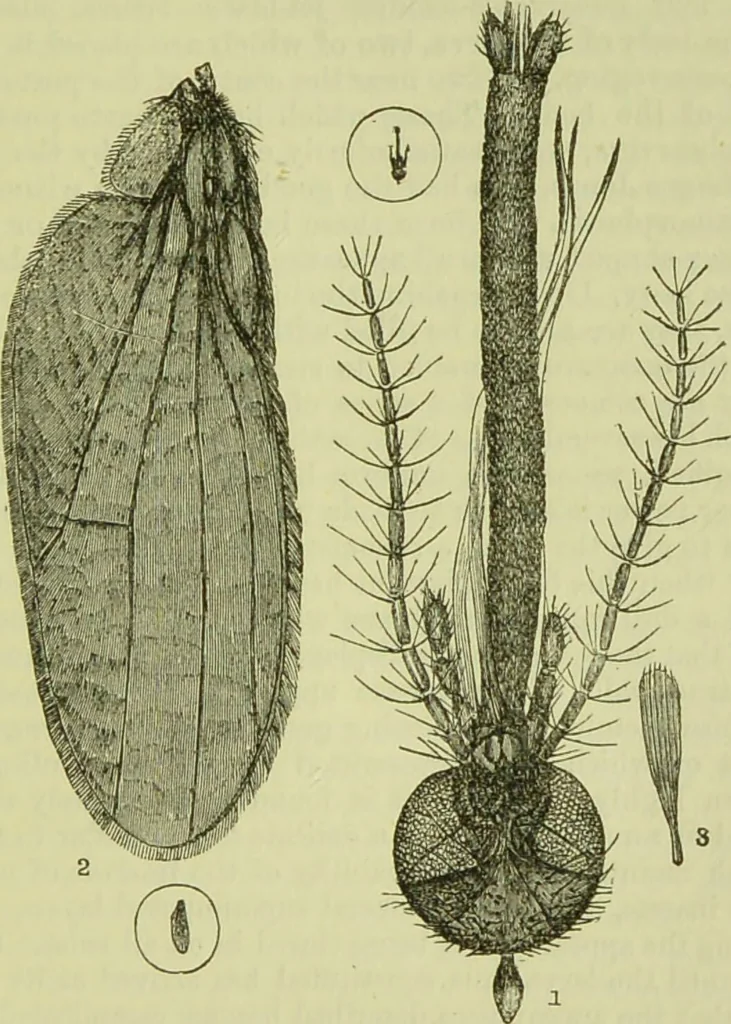 An illustration from The microscope : its history, construction, and application, being a familiar introduction to the use of the instrument, and the study of microscopical science / by Jabez Hogg ; with upwards of five hundred engravings, and coloured illustrations by Tuffen West., 1890, leaf 639