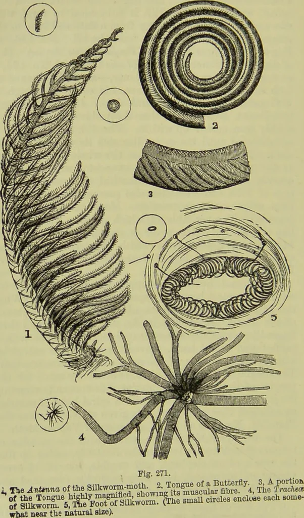 An illustration from The microscope : its history, construction, and application, being a familiar introduction to the use of the instrument, and the study of microscopical science / by Jabez Hogg ; with upwards of five hundred engravings, and coloured illustrations by Tuffen West., 1890, leaf 648