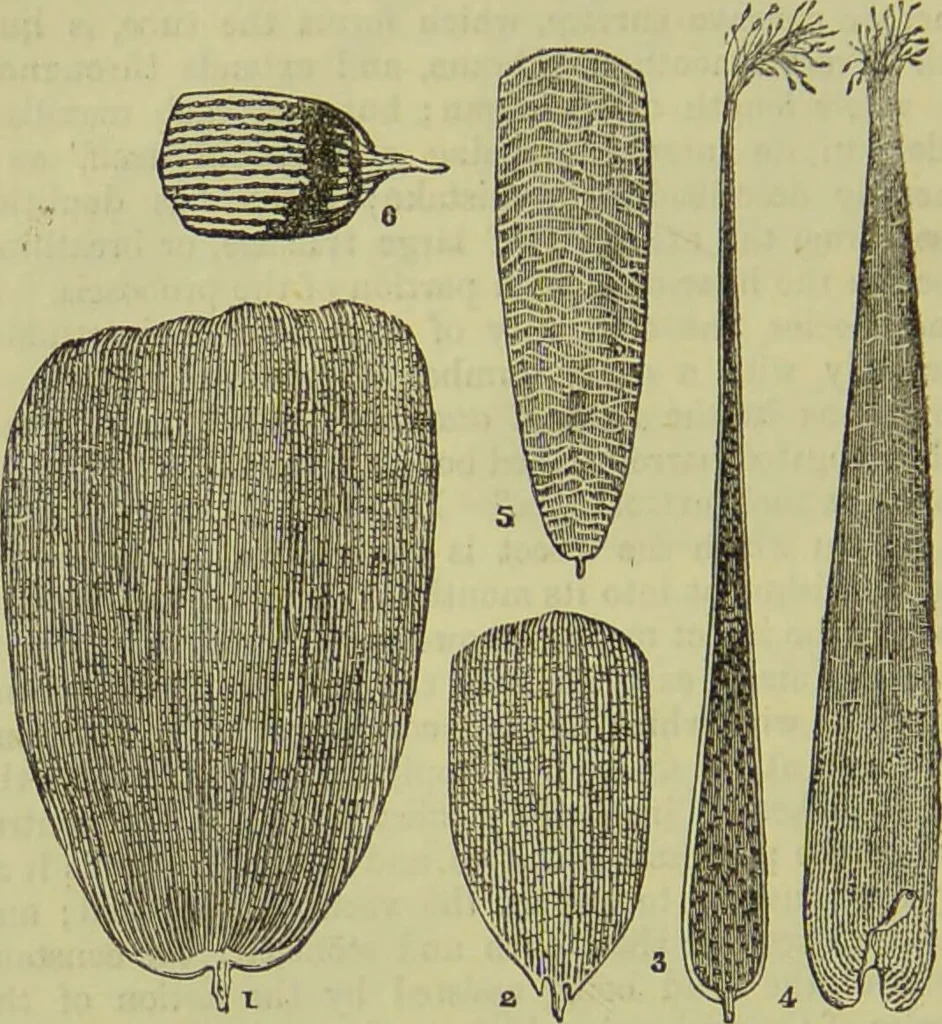 An illustration from The microscope : its history, construction, and application, being a familiar introduction to the use of the instrument, and the study of microscopical science / by Jabez Hogg ; with upwards of five hundred engravings, and coloured illustrations by Tuffen West., 1890, leaf 650