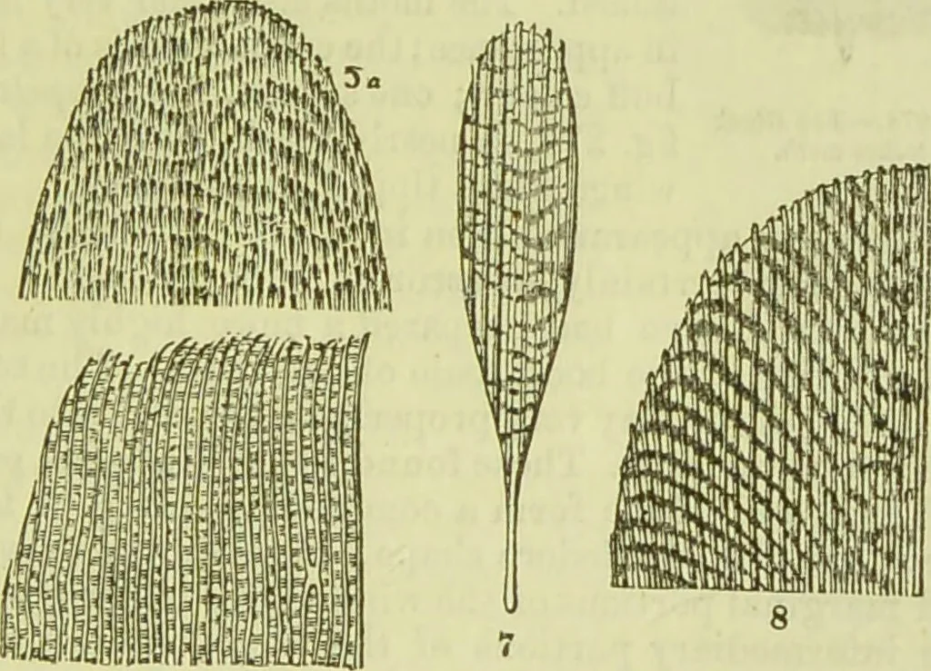 An illustration from The microscope : its history, construction, and application, being a familiar introduction to the use of the instrument, and the study of microscopical science / by Jabez Hogg ; with upwards of five hundred engravings, and coloured illustrations by Tuffen West., 1890, leaf 651