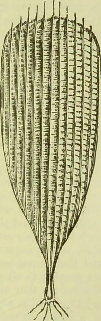An illustration from The microscope : its history, construction, and application, being a familiar introduction to the use of the instrument, and the study of microscopical science / by Jabez Hogg ; with upwards of five hundred engravings, and coloured illustrations by Tuffen West., 1890, leaf 653