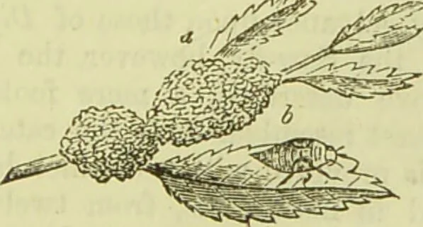 An illustration from The microscope : its history, construction, and application, being a familiar introduction to the use of the instrument, and the study of microscopical science / by Jabez Hogg ; with upwards of five hundred engravings, and coloured illustrations by Tuffen West., 1890, leaf 655