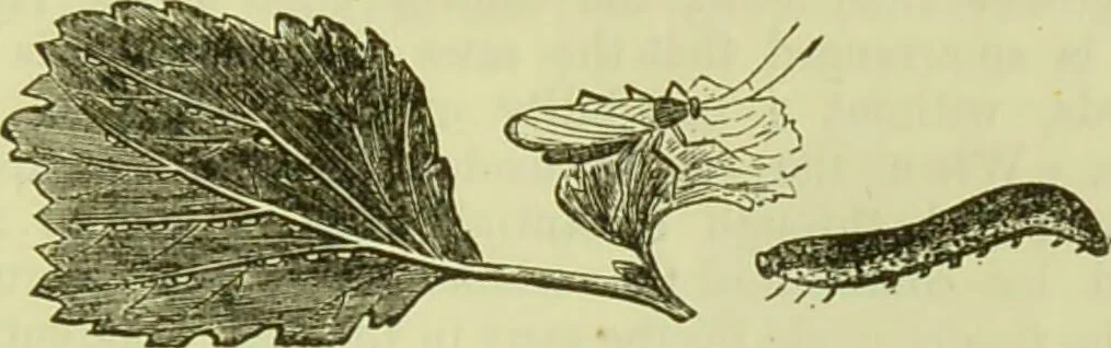 An illustration from The microscope : its history, construction, and application, being a familiar introduction to the use of the instrument, and the study of microscopical science / by Jabez Hogg ; with upwards of five hundred engravings, and coloured illustrations by Tuffen West., 1890, leaf 657